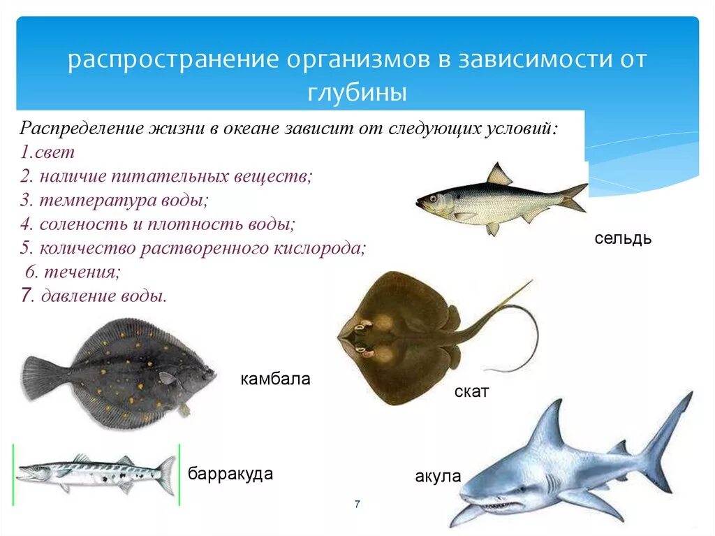 Условия существования живых организмов в океане. Распространение жизни в океане. Распространение живых организмов в зависимости от глубины. Распространение организмов в океане. Распределение жизни в океане.