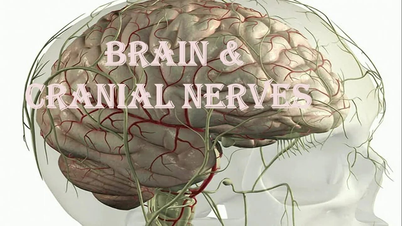 Nervous system brain. 12 Черепных нервов анатомия. Мозг и нервная система. Головной нерв.