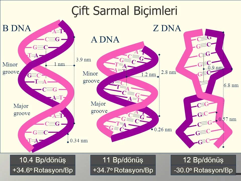 Формы ДНК. Z структура ДНК. B форма ДНК. B ДНК Z ДНК.