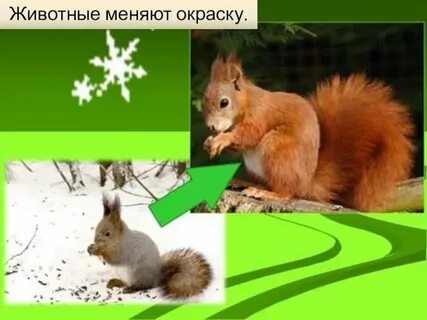 Когда животные меняют окраску