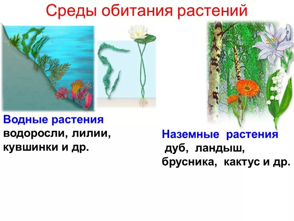 Среда обитания растений. Растения водной среды. Растения водной среды обитания. Условия обитания растений.