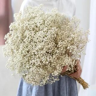 Как сушить гипсофилу