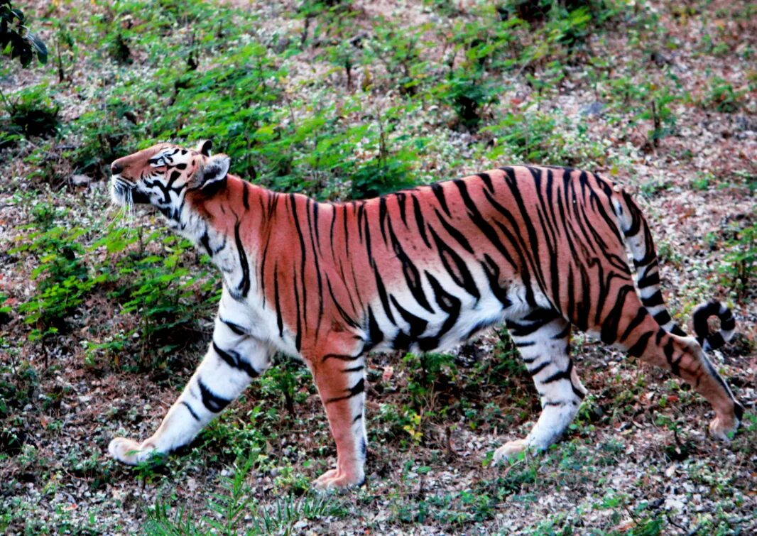 Тигр Panthera Tigris. Бенгальский тигр. Амурский тигр и бенгальский тигр. Бенгальский длиннопенисный тигр. Бенгальский тигр подвид тигра