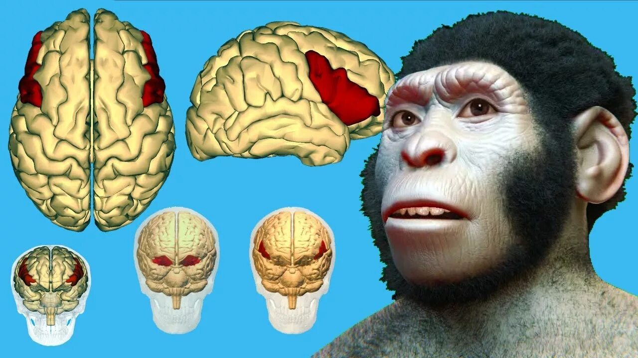 Относительные размеры мозга. Размер мозга хомо сапиенс. Размер мозга.