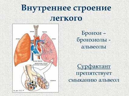 Бронхи альвеолы легких