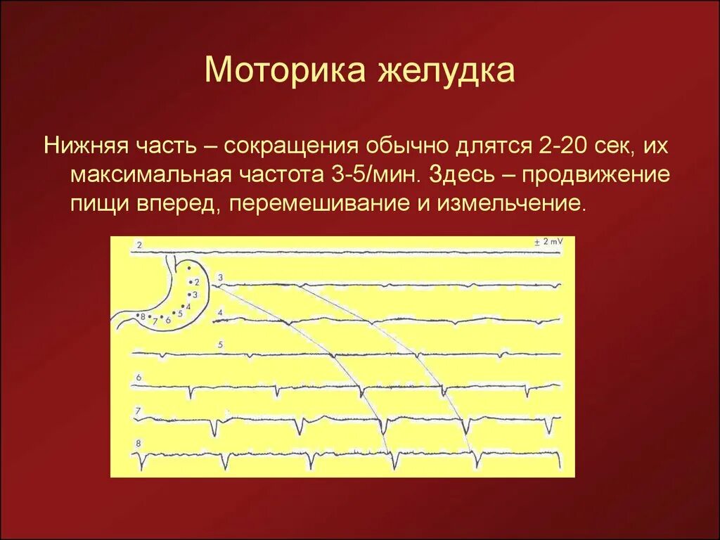 Желудочная моторика. Моторика желудка. Моторика желудка физиология. Регуляция моторики желудка. Замедление моторики желудка.