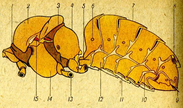 грудной отдел пчелы. апис церана. тергит и стернит. пчелиный воск образуют. брюхо пчелы.
