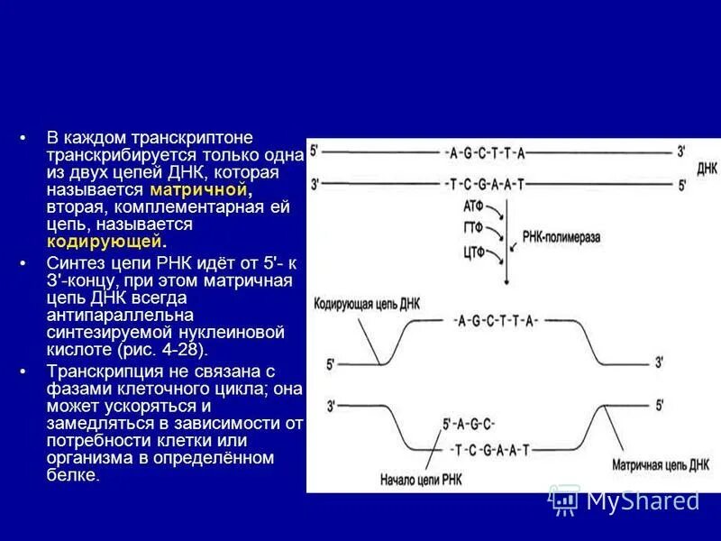 Синтезируется цепь содержащая рибозу