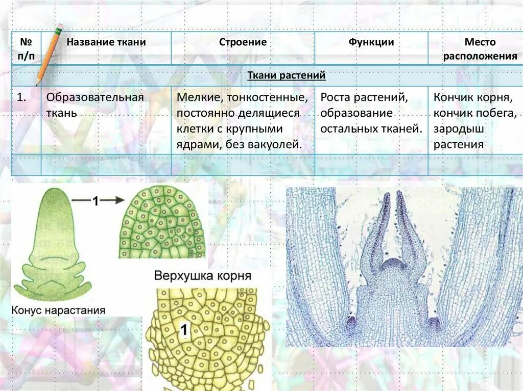 Образовательная ткань 5 класс биология. Образовательная ткань растений ЕГЭ биология. Растительные ткани. Ткани растений и животных. Виды растительных тканей рисунки