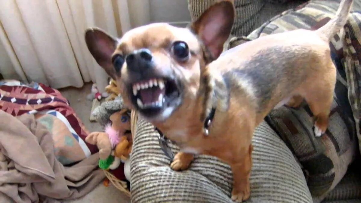 чихуахуа лает. маленькая собака лает. чихуахуа. маленькие злые собаки. чихуа лает.