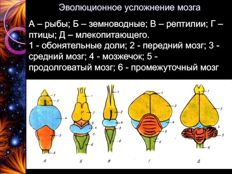 Направления эволюции головного мозга. Эволюция головного мозга позвоночных таблица. Головной мозг позвоночных животных. Эволюция головного мозга у позвоночных животных. Усложнение нервной системы.