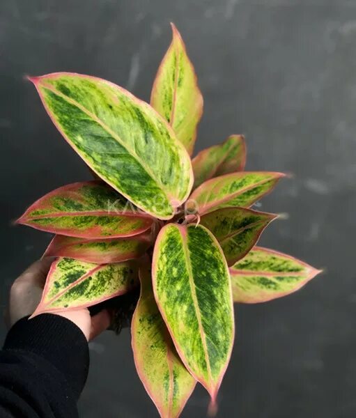 Аглаонема детка. Aglaonema greyhound. Аглаонема суприм. Аглаонема rotundum. Аглаонема adelia.