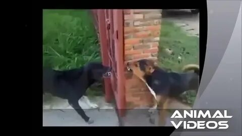 Собаки через забор