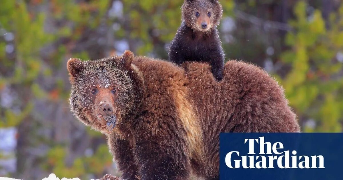 Уссурийский бурый медведь. Мексиканский медведь гризли. Бурый мишка жил. Бурый мишка жил. Животные медведь.