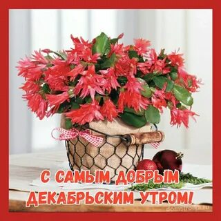 Рождественник уход