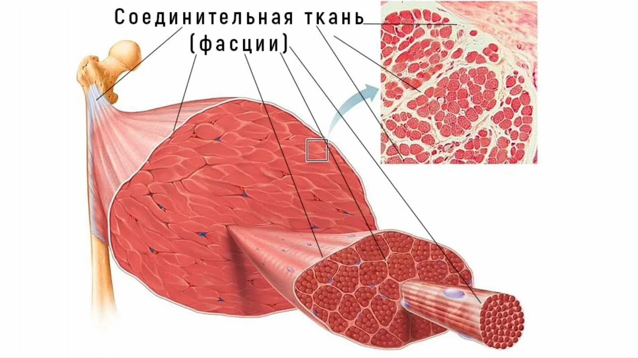 Строение фасций мышц. Фасция соединительная ткань. фасциальная ткань анатомия. фасция мышцы. мышечное волокно.