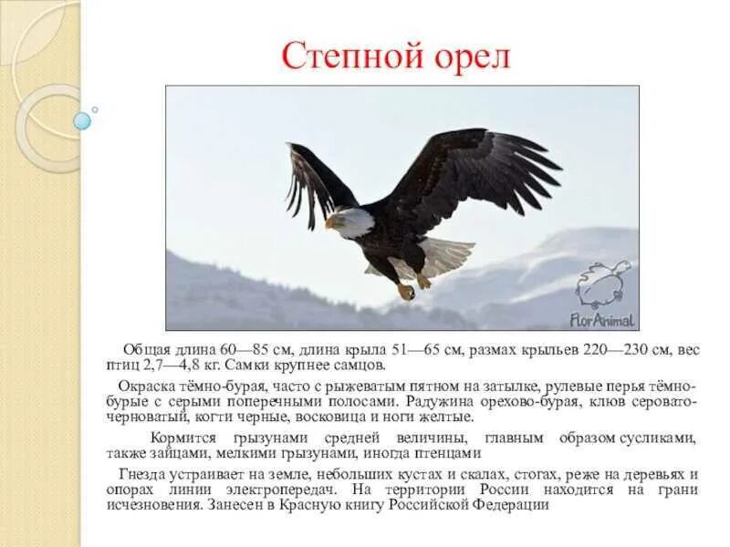 Краткое сообщение об Орле. Доклад про орла 4 класс окружающий мир. Степной Орел доклад. Степной Орел доклад 2 класс. Почему орел назван орлом