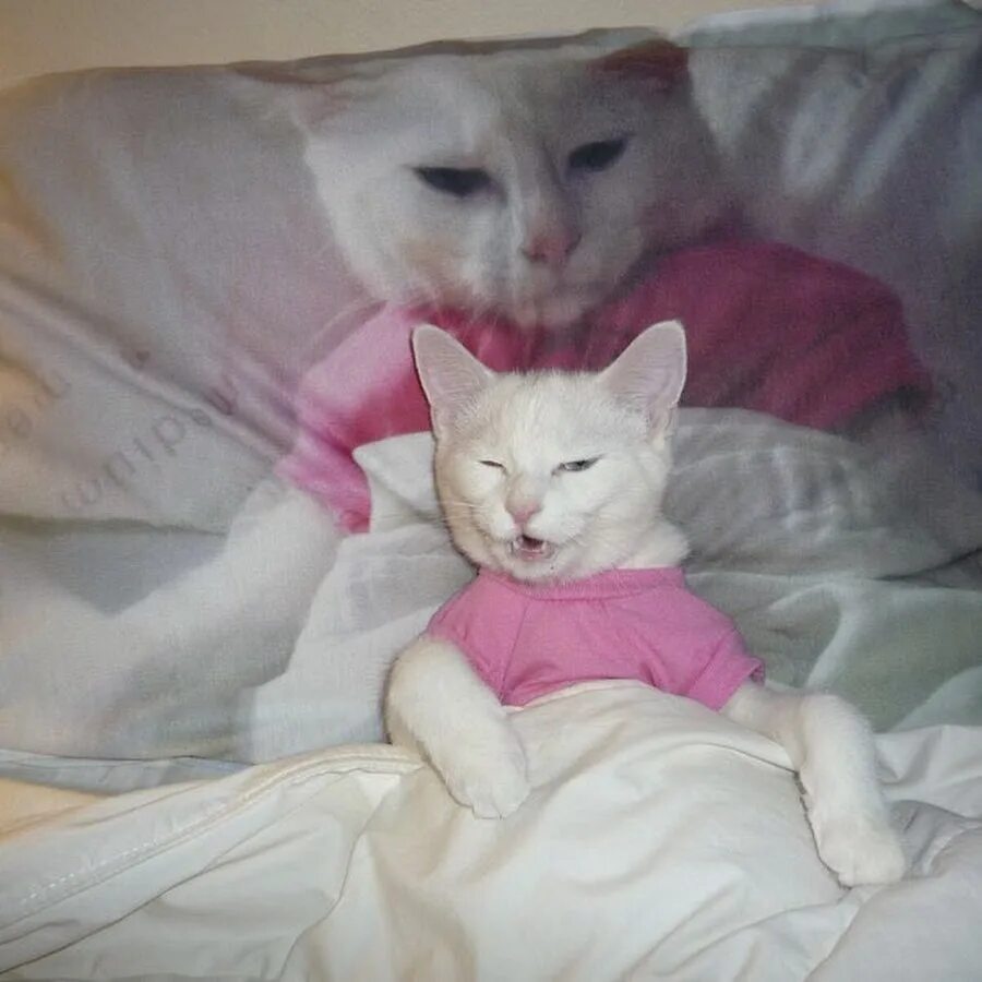 Я эгоист люблю только себя. Эгоист человек. Asobi ni ikuyo! персонажи. Сибуя рин кошкодевочка. Я эгоист я кошка девочка.