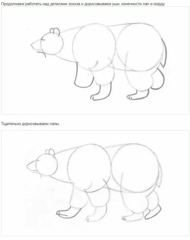 Рисование белого медведя в подготовительной группе. Как нарисовать белого медведя поэтапно. Этапы рисования медведя для детей. Рисунок белого медведя пошагово. Схема рисования белого медведя.