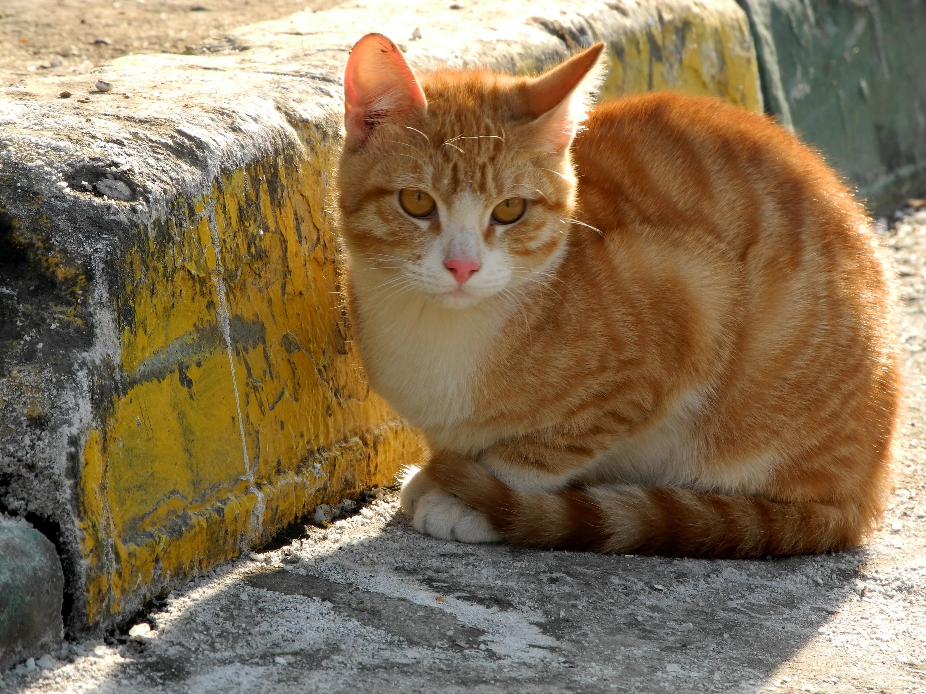 Желтый кот. Рыжий кот. Желтая кошка. Рыжий дворовый кот. Кошечка желтая