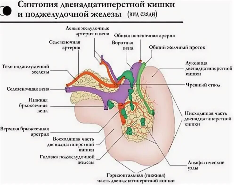 Синтопия поджелудочной железы. Топографияоджелудочной железы. Синтопия 12 перстной кишки. Скелетотопия поджелудочной железы анатомия. Синтопия головки поджелудочной железы.