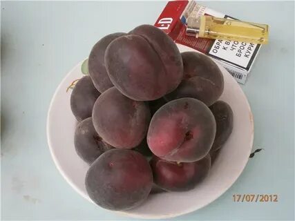 Шарафуга вельвет санрайз морозостойкость