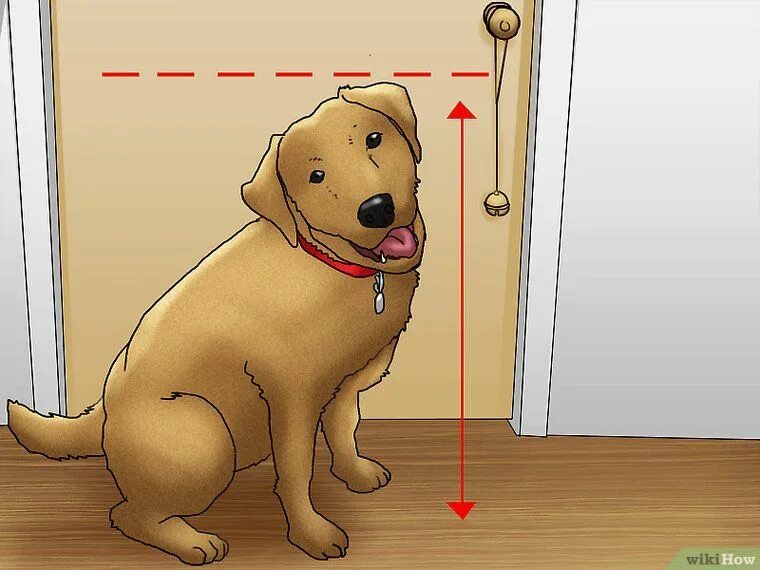 Собака закрывает дверь. Собака часто мочится. Собака просится в туалет. Как приучить собаку. Собака хочет в туалет.