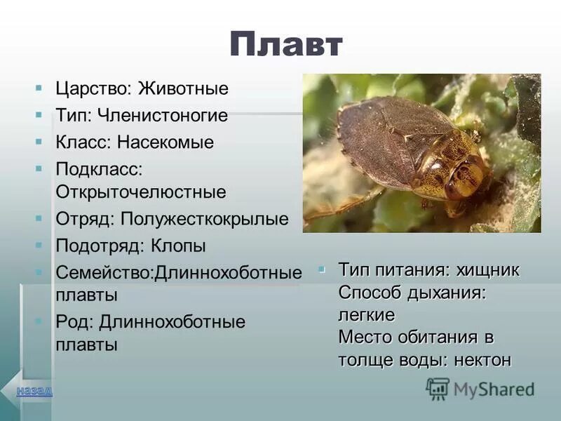 Членистоногие царство тип класс