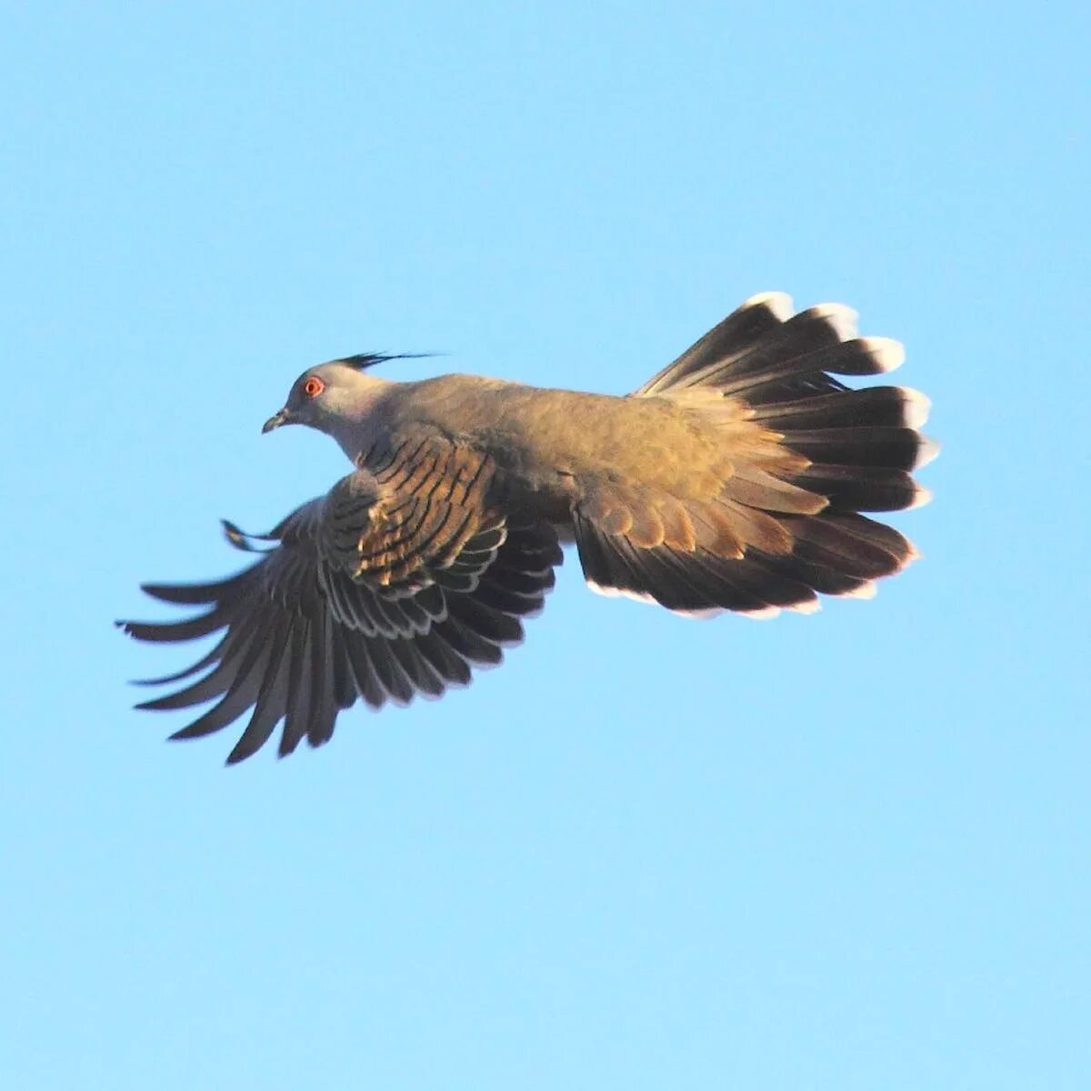 Звук птиц час. Птица без шерсти. Rock Pigeon Flying. The Flying Pigeon v 2.0. Crest-Flying.