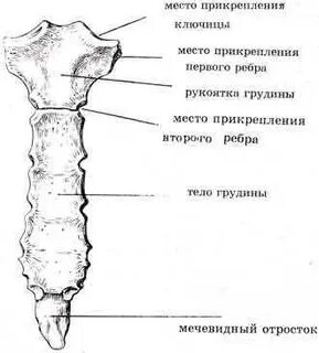 Грудина какая кость плоская