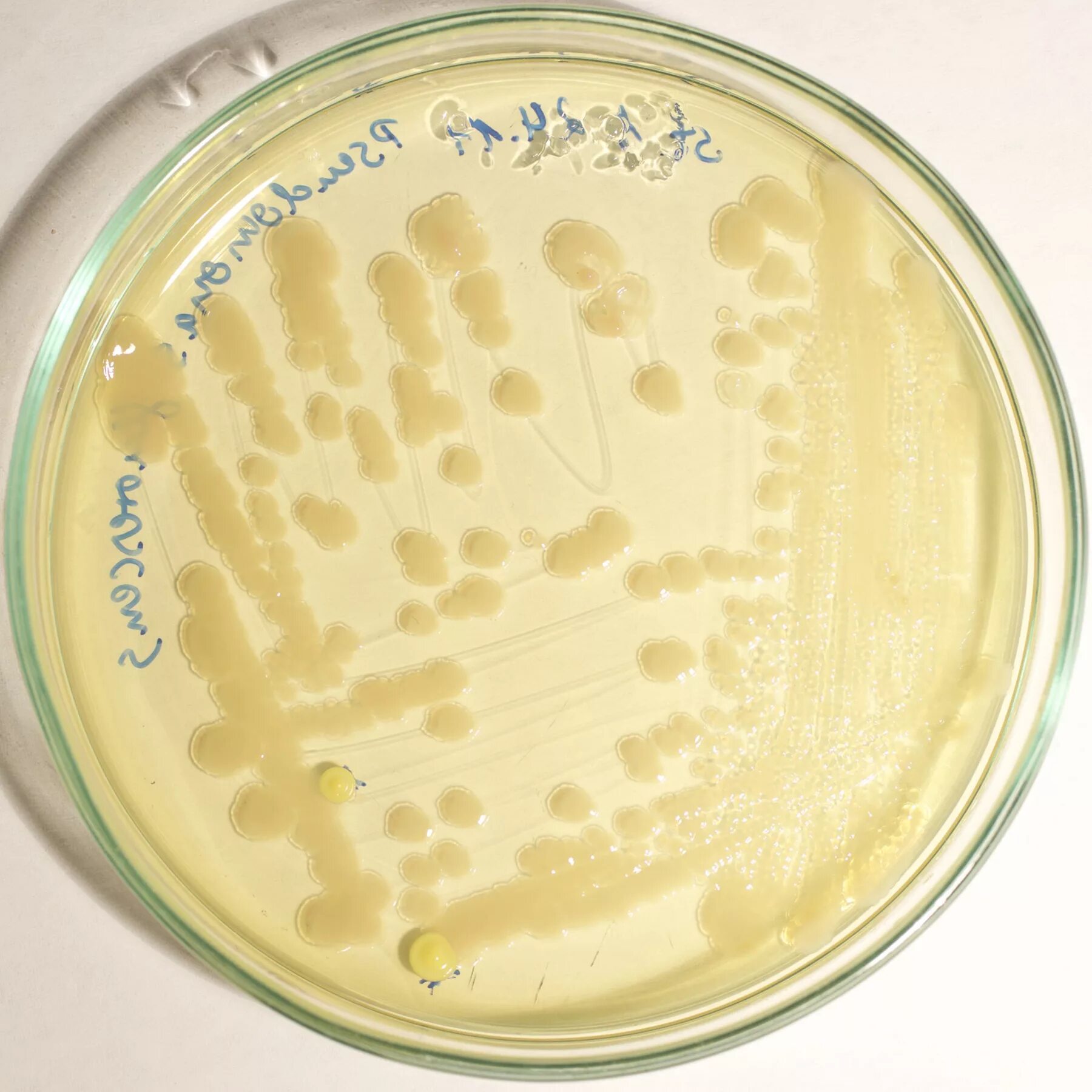 Pseudomonas Fluorescens колония. Бактерия Pseudomonas Fluorescens. Pseudomonas aeruginosa микробиология. Pseudomonas Fluorescens на чашке Петри.