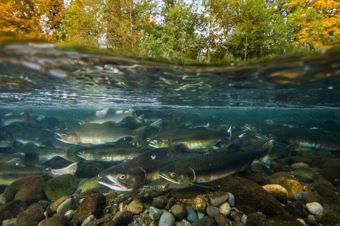 Fish may be