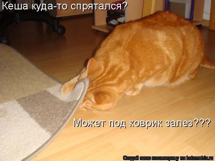 Повесть о том как один мужик двух генералов прокормил иллюстрации. Где нибудь спрячется. Безвыходная ситуация мемы. Под ковром. Смешные картинки про кошек с надписями.