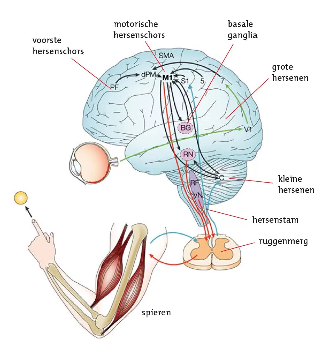 Neural control. Muscle memory. моторный контроль плеча. моторный контроль организма. neuronal control systems.