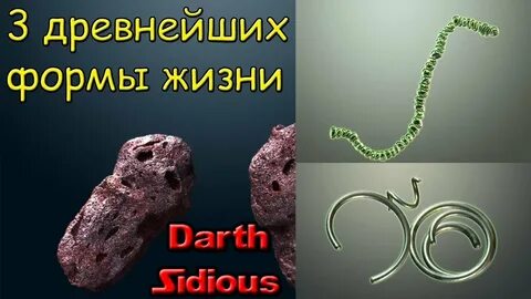 3 формы жизни