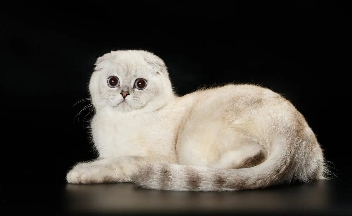 Скоттиш фолд шотландская шиншилла. Шотландская вислоухая шиншилла. Белая шиншилла кот вислоухий. Шотландская вислоухая серебристая шиншилла. Шотландская вислоухая шиншилла.