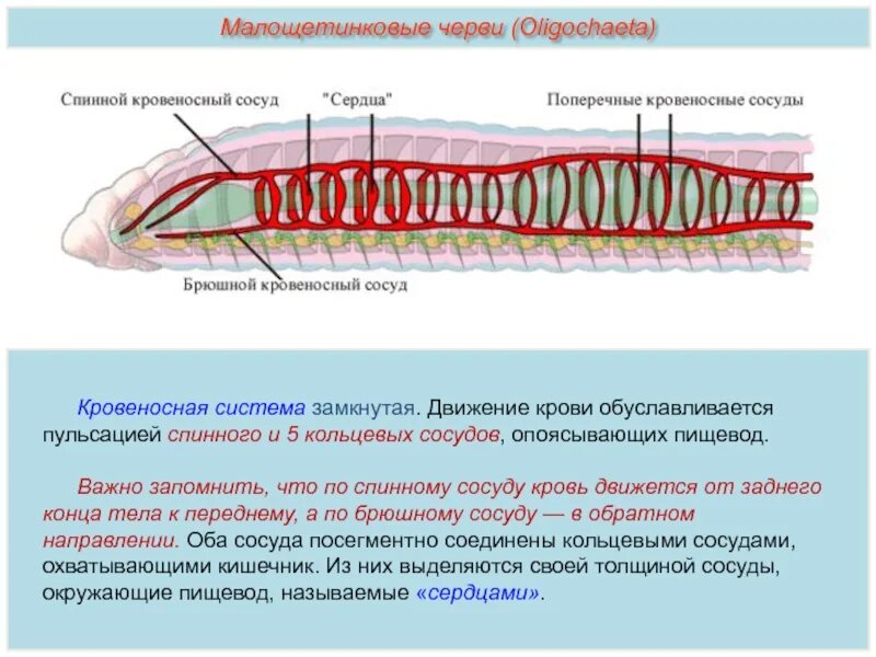 3 признака кольчатых червей. Малощетинковые черви кровеносная система. Кольчатые черви цвет крови. Тип кольчатые черви кровеносная система. Кровеносная система кольчатых червей 7 класс биология.