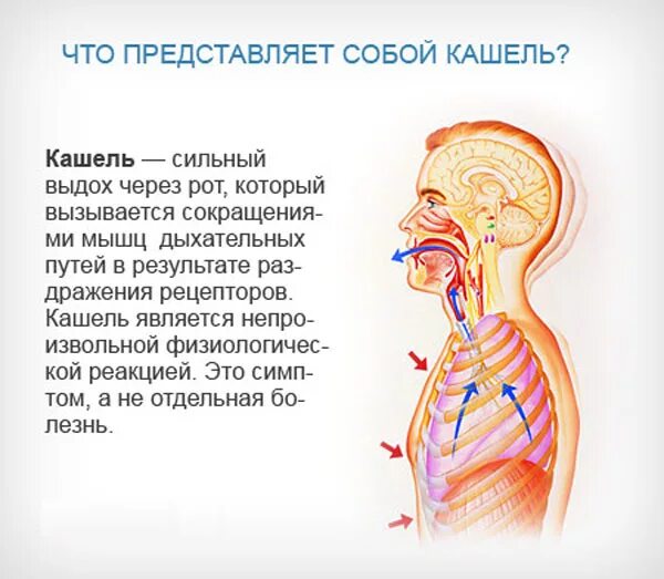 Кашель не прекращается ни на минуту. Кашлт. мокрота в дыхательных путях. сухой кашель причины. ошель.