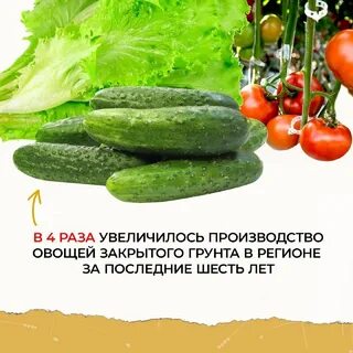 Собрали 364 тонны овощей