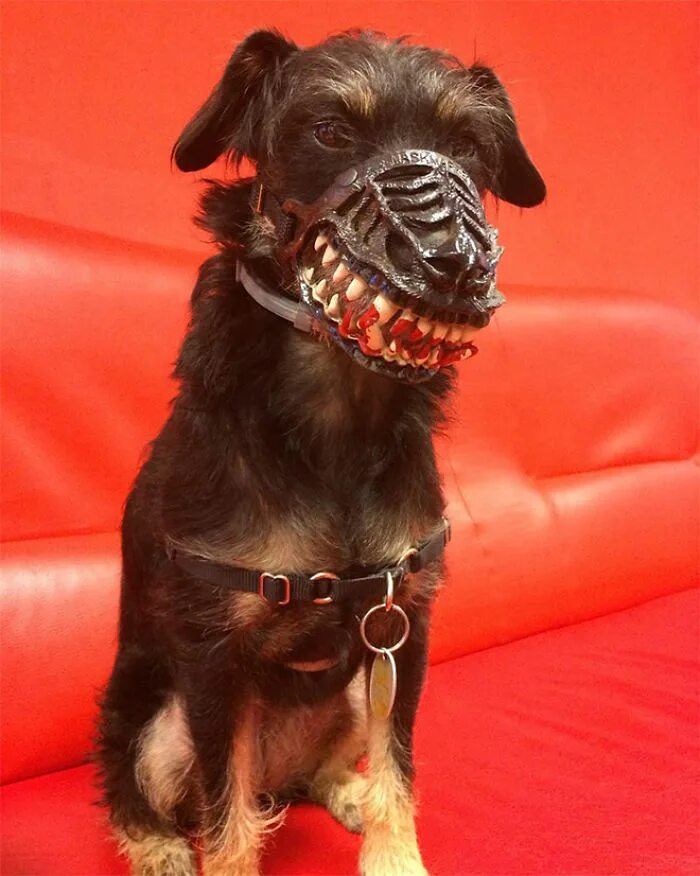 Цвергшнауцер в наморднике. Намордник для собак. Scary dog