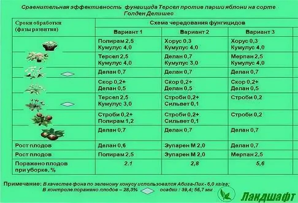 Таблица сроков цветения груш Садовый центр "Деметра" Груша Садовый центр, Фруктовые деревья, Груша