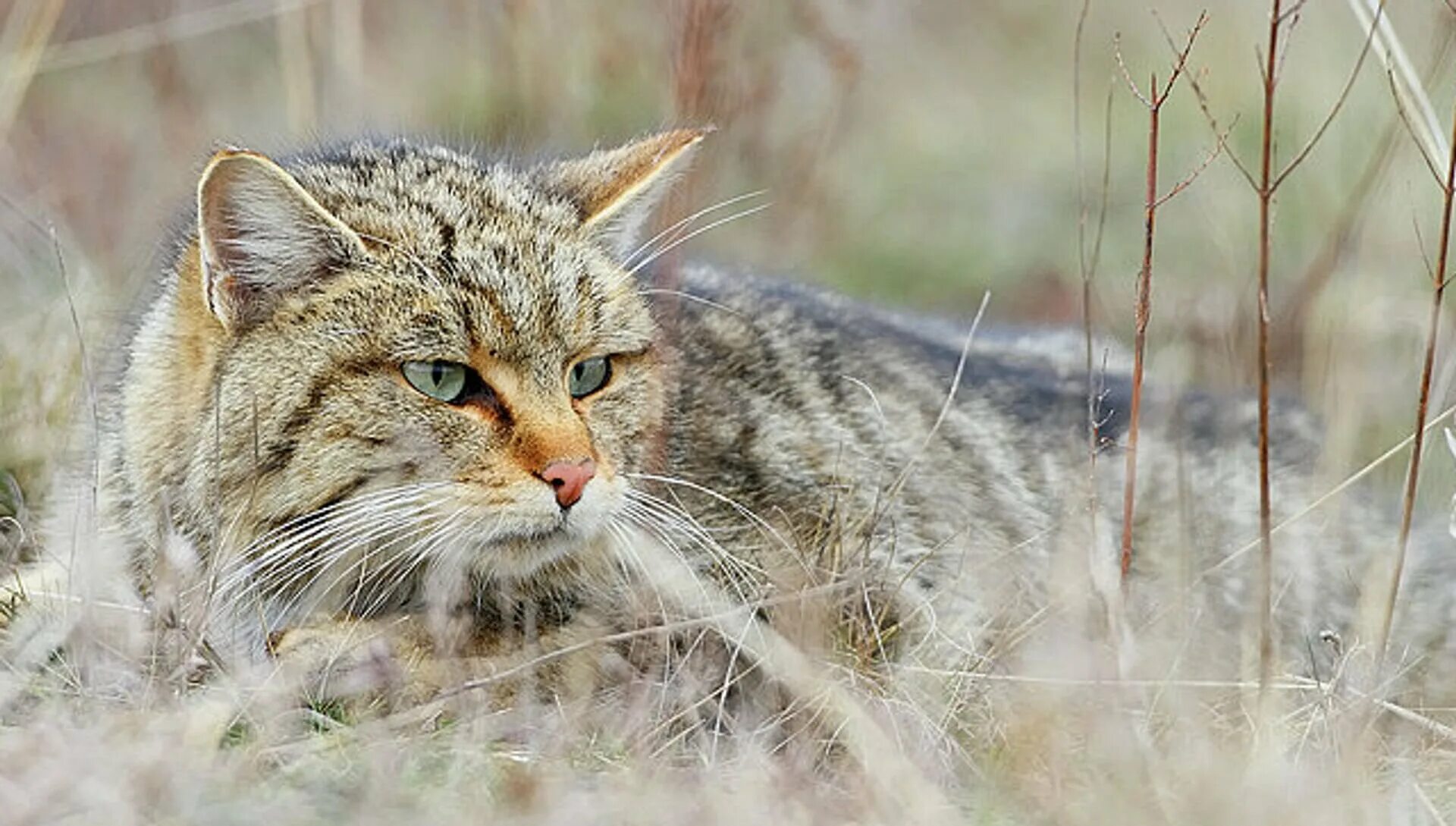 Лесной кот Felis Silvestris. Европейский Лесной кот камышовый. Тебердинский заповедник Кавказская Лесная кошка. Краснокнижный Дальневосточный Лесной кот.