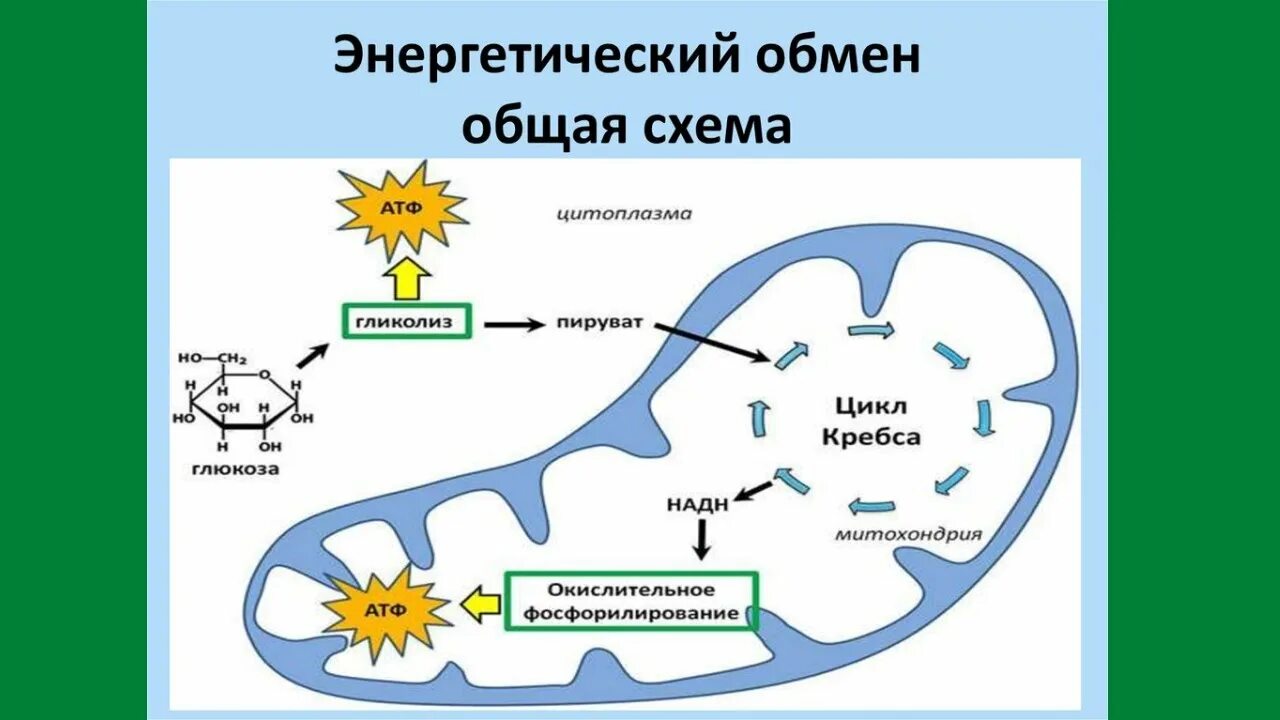 Дыхание сколько атф образуется. Этапы энергетического обмена схема. Этапы клеточного дыхания. Метаболизм это в биологии.