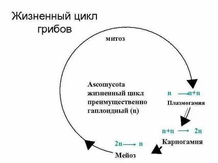 Гаплоидные стадии жизненного цикла