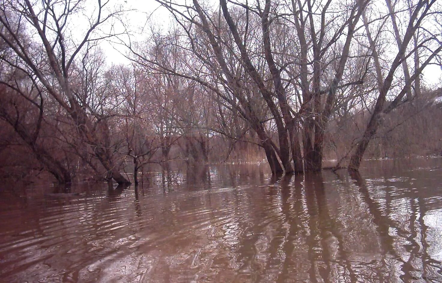 Паводок в рязанской области сейчас. Половодье в Рязанской области. Вода река. Паводок в Рязани. Половодье на р Ока.