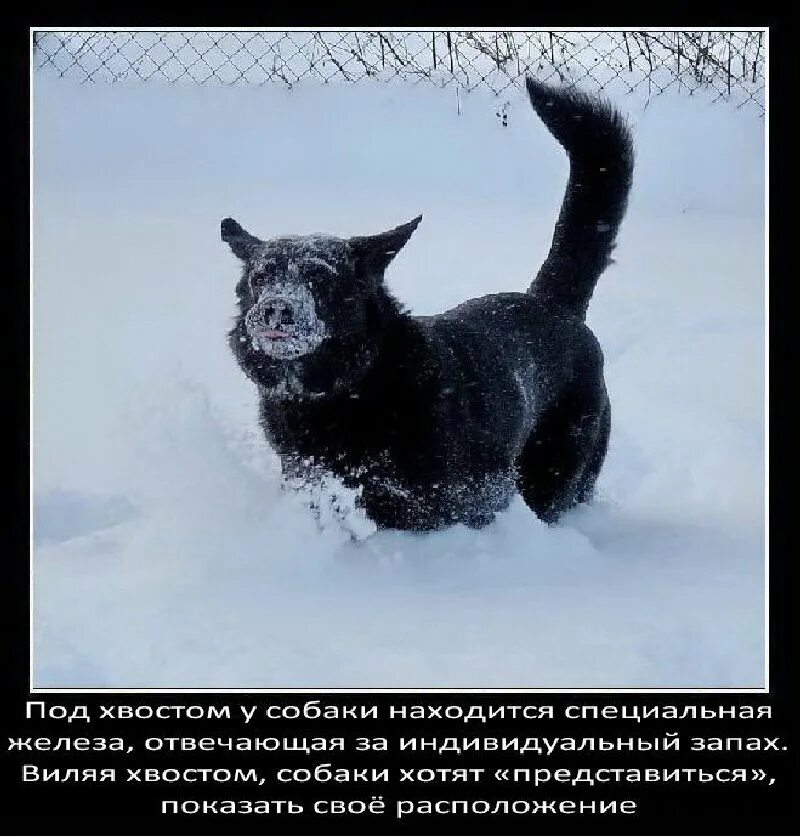 загадки про хвосты животных. вся работа коту под хвост. кому под хвост. рисунок к сказке хвосты 1 класс. поговорка коту под хвост.