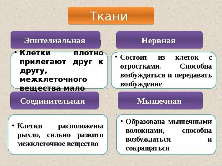Виды тканей в организме человека. Типы тканей человека функции. Ткани и их функции биология 8 класс кратко. Виды ткани в организме человека и их функции