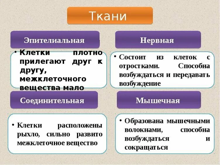 Отличие тканей. Виды тканей в организме человека. Типы тканей человека функции. Ткани и их функции биология 8 класс кратко. Виды ткани в организме человека и их функции.