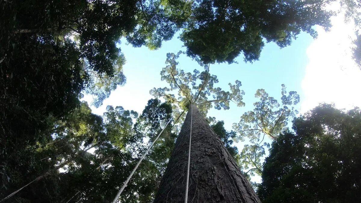 Дерево малайзия. Дерева Борнео. Меранти Шорея. Деревья гиганты Борнео. Самое высокое дерево Борнео.