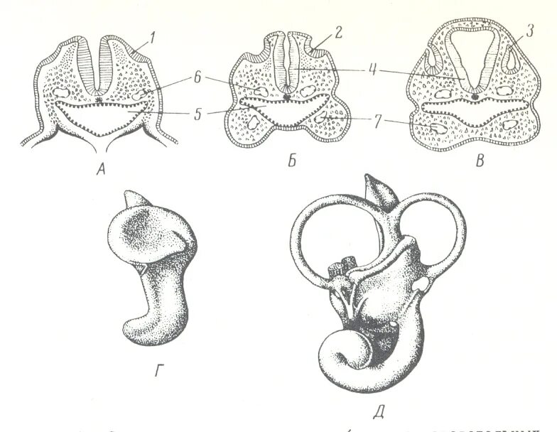Формирование органов человека. Онтогенез слухового анализатора. Эмбриогенез органа слуха и равновесия. Эмбриогенез органов равновесия. Филогенез слухового анализатора.